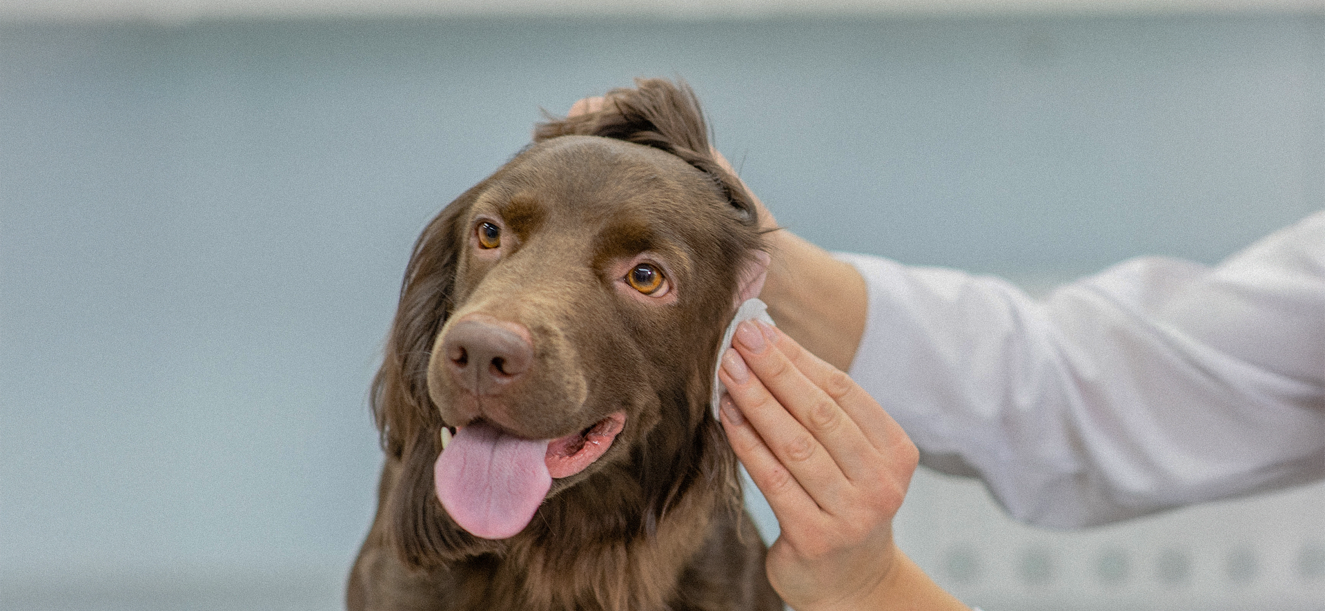 sindrome vestibular en perros tratamiento