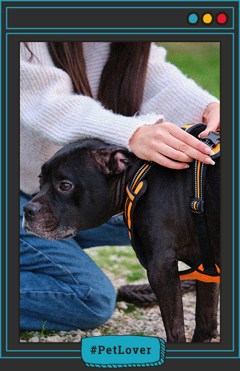 arnés para perros con displasia de cadera