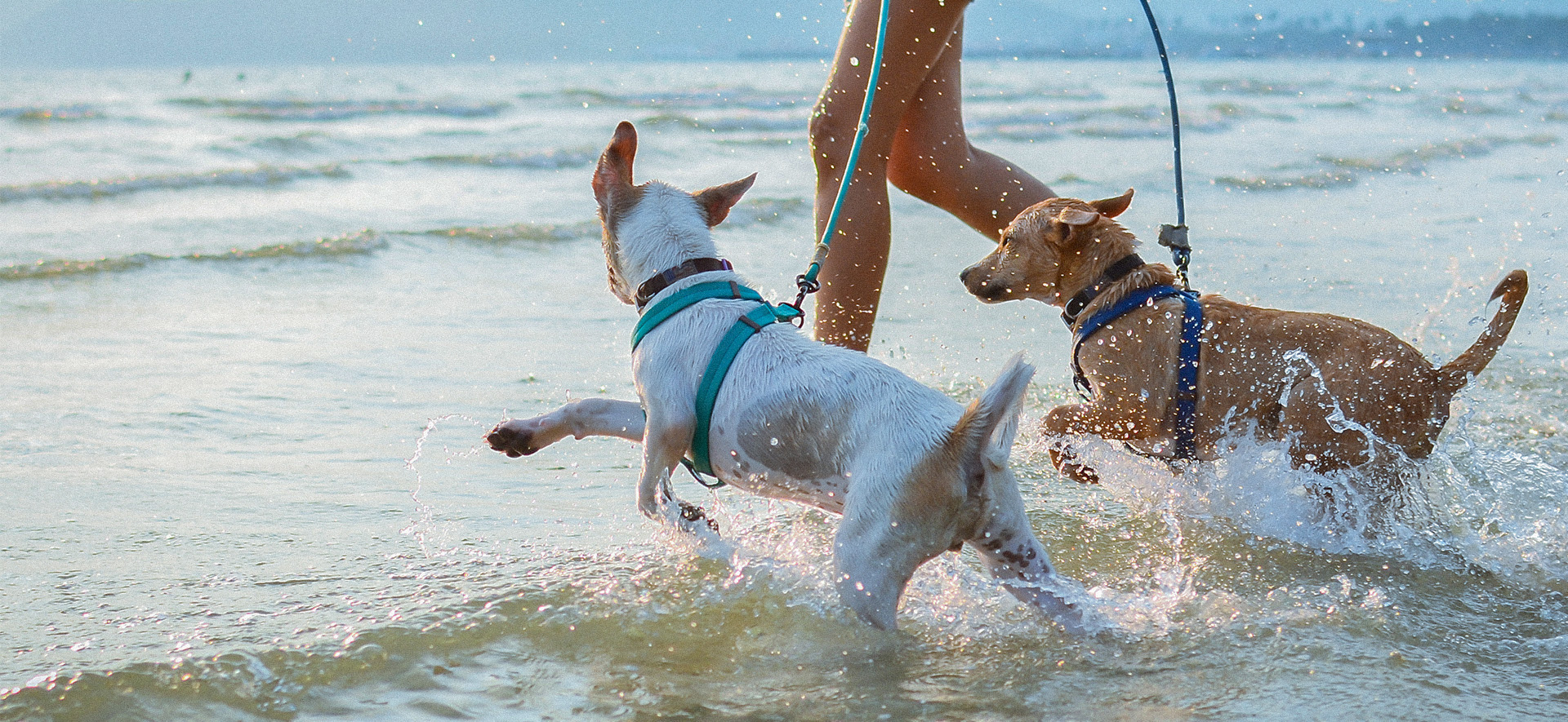 arnés para perros discapacitados