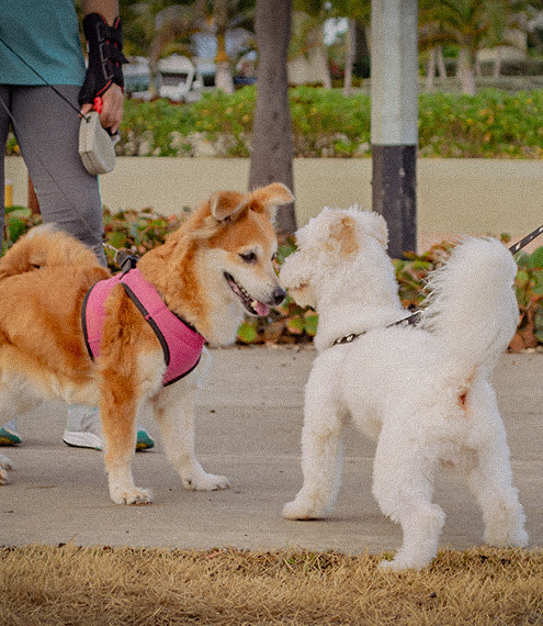 arnés para perros discapacitados