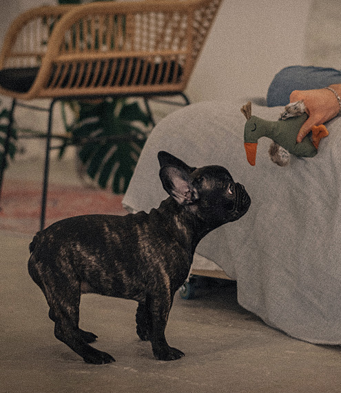 cómo es la personalidad de un Bulldog