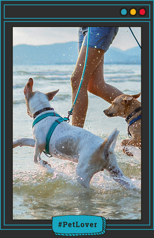 arnés o cinturón de seguridad para perros en carro