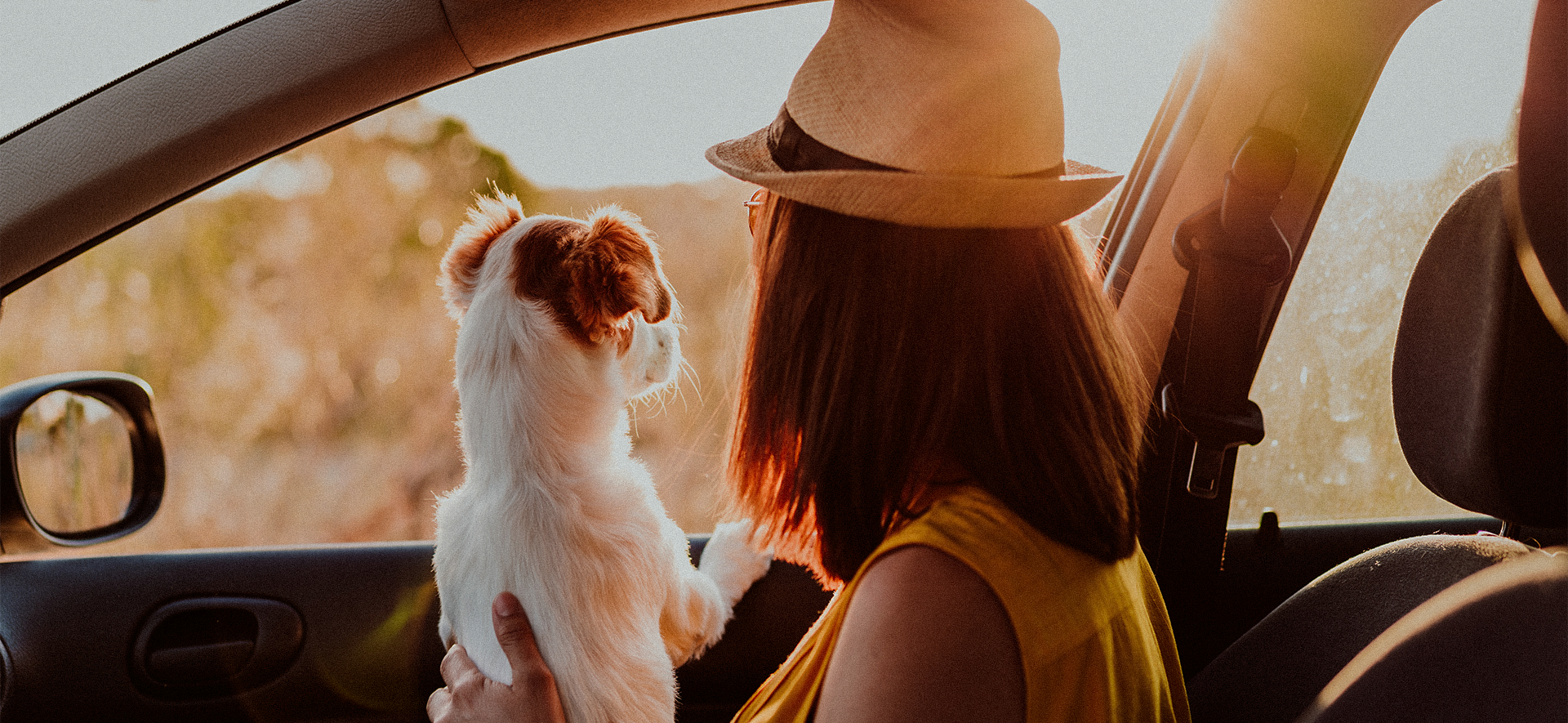 qué hacer si mi perro se enferma después de un viaje