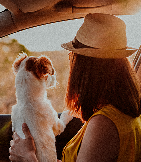 qué hacer si mi perro se enferma después de un viaje