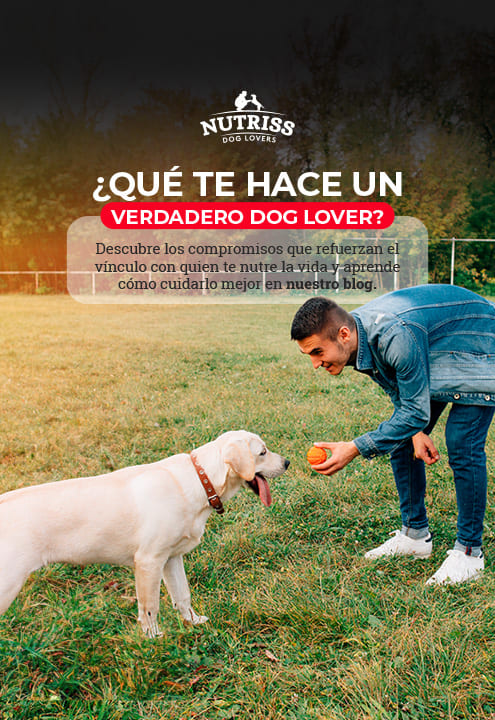 Banner verdadero dog lover