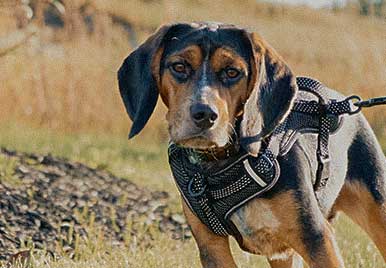 ENFERMEDADES QUE PUEDEN CAUSAR LAS GARRAPATAS EN TU PERRO