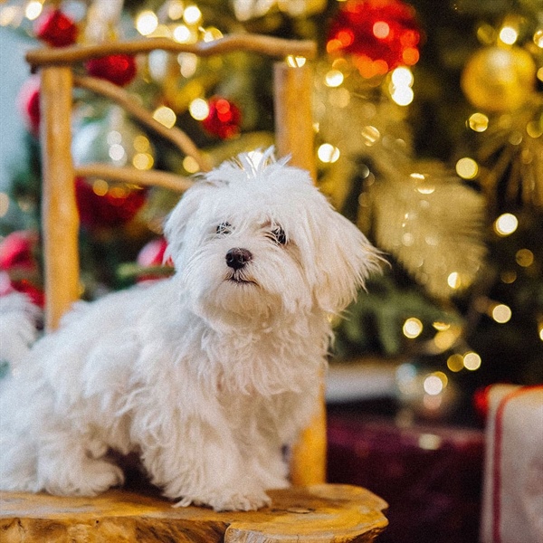 PREPARACIÓN PARA LA ÉPOCA NAVIDEÑA CON TU PERRO