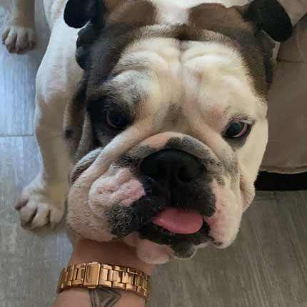 Coco, el bulldog inglés de Raisha, se convirtió en su apoyo incondicional durante momentos difíciles y le demostró verdadero amor.