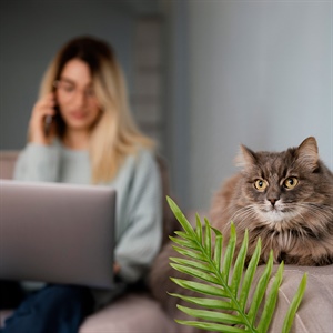 Toxoplasmosis en gatos: lo que debes saber