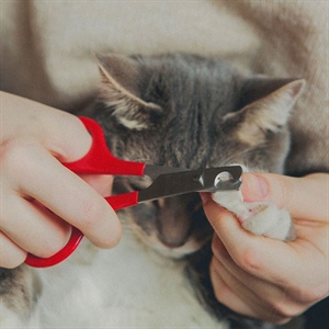 Corta sus uñas sin estrés: guía para Cat Lovers
