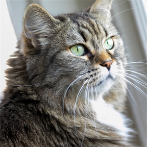 Olores que a los gatos no le gustan y debes evitar