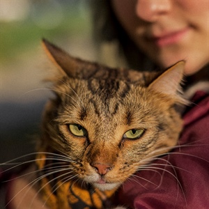 ¿El color del pelaje influye en la personalidad de tu gato?