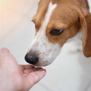 Olores que pueden incomodar a tu perro