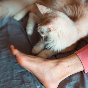 5 formas en que tu gato expresa su cariño