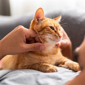 Toxoplasmosis felina: lo que aún no sabes