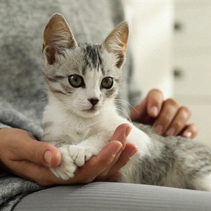 Desparasitación de gatos: todo lo que debes saber