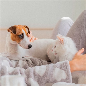 Adaptación entre gatos y perros: consejos clave