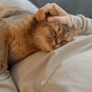 ¿Es normal que un gato respire rápido?