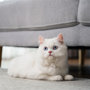 Equilibrio digestivo en gatos con prebióticos y probióticos