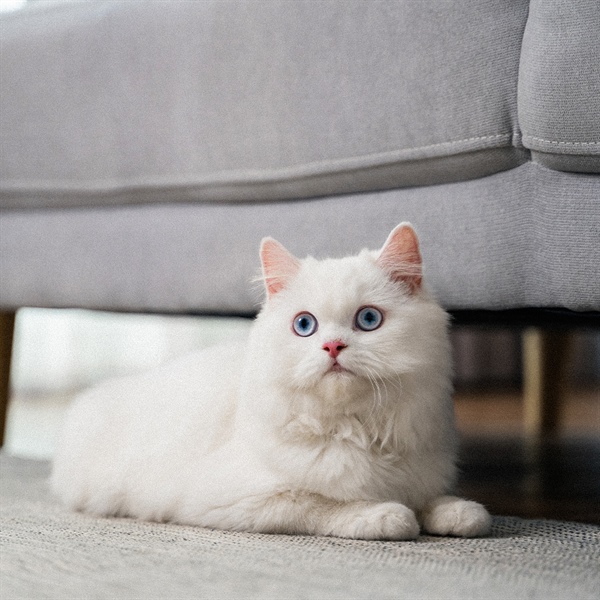 Equilibrio digestivo en gatos con prebióticos y probióticos