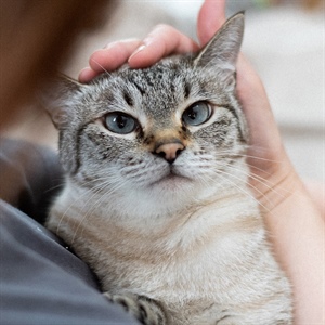 ¿Qué significan los maullidos de tu gato?