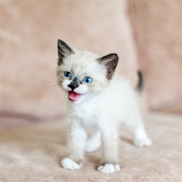 Gatos únicos: guía de razas y cómo nutrir su mundo