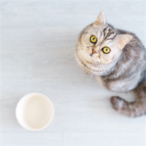 Beneficios de Nutriss Trocitos: alimento húmedo para gatos