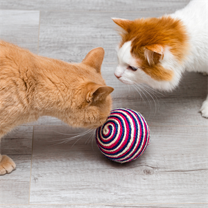 Cat Lover: Juegos para gatos que fortalecen su vínculo