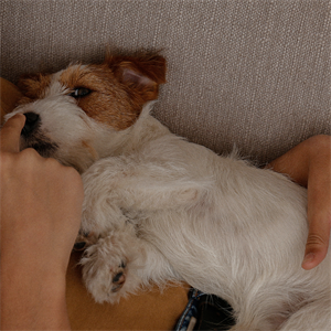 ¿Por qué se le cae el pelo a mi perro? Causas y soluciones