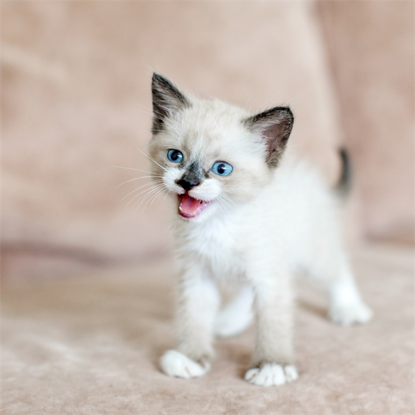 Cat Lover, descubre hasta qué edad crecen los gatos