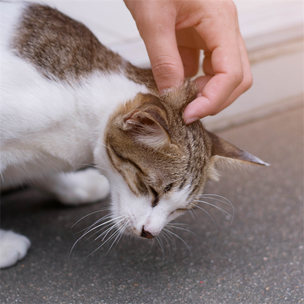 Cómo actuar si tu gato vomita: Cat Lover, consejos aquí