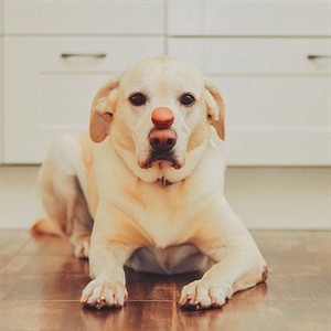 Chocolate y perros: lo que todo Dog Lover debe saber