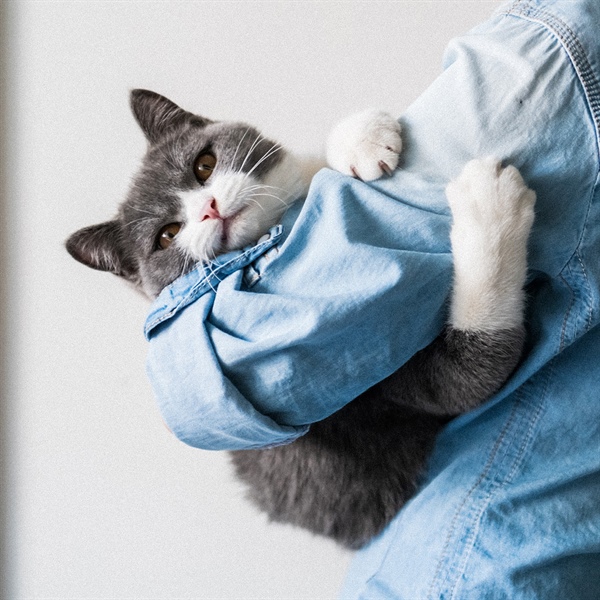 Una guía para que los Cat Lovers enamoren a su gato