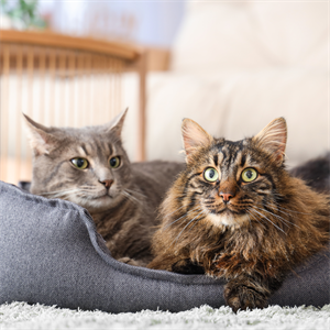 Razas de gatos más grandes: las que debes conocer