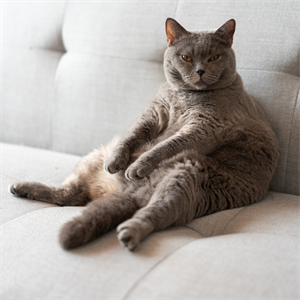 Obesidad en gatos: causas, riesgos y cómo cuidar a tu felino