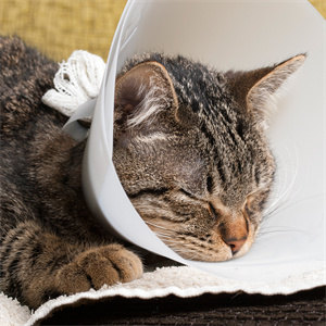 Collar isabelino en gatos: lo que todo Cat Lover debe saber