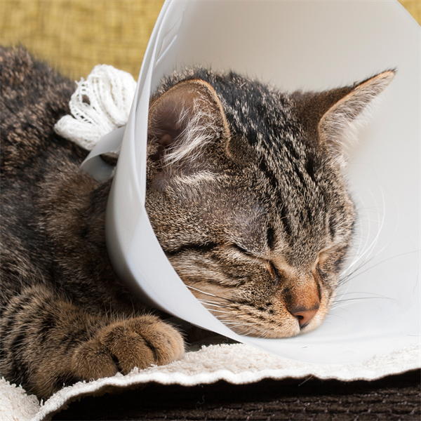 Collar isabelino en gatos: lo que todo Cat Lover debe saber