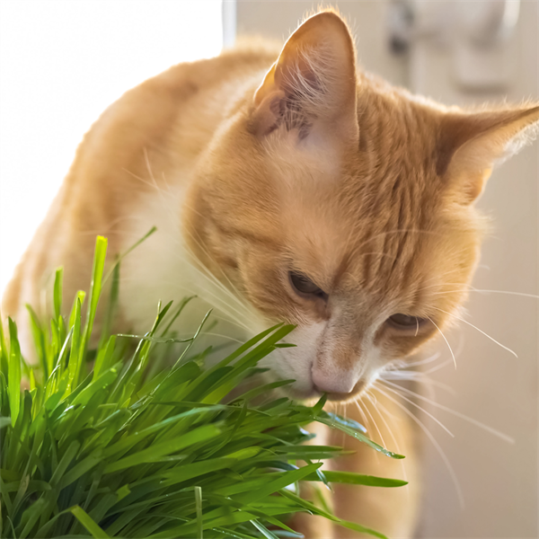 Hierba gatera en gatos: ¿es buena o no para tu felino?