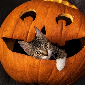 Disfraces para gatos: ¿es realmente bueno para ellos?