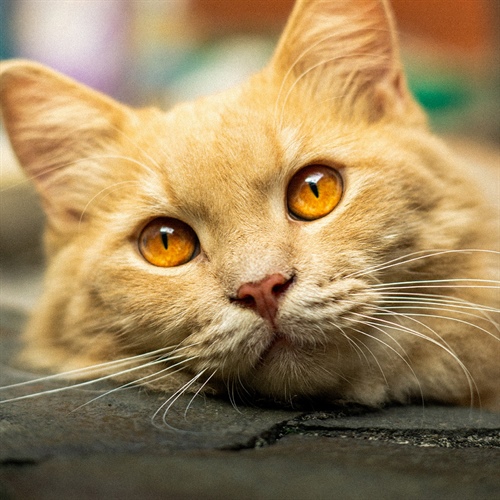 La visión de los gatos: ¿Cómo nos ven en realidad?