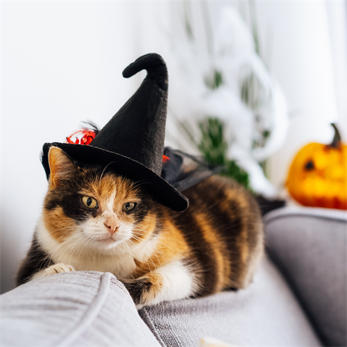 10 ideas de disfraces cómodos y seguros para tu gato