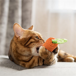 Estimula el instinto de tu gato en casa de forma segura