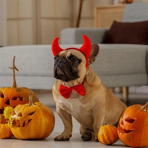 Ideas de disfraces seguros para tu perro