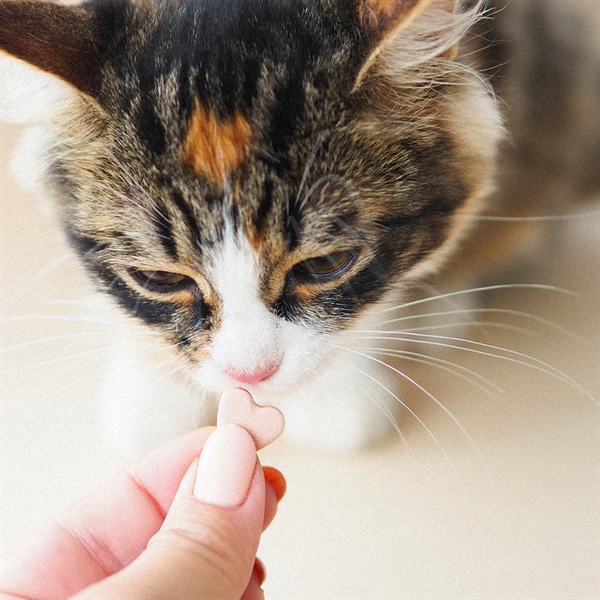 ¿A los gatos les hace daño el dulce?