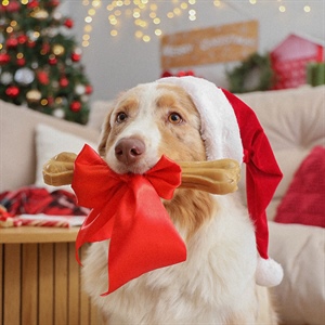 Celebraciones navideñas sin sobreestimular a tu perro
