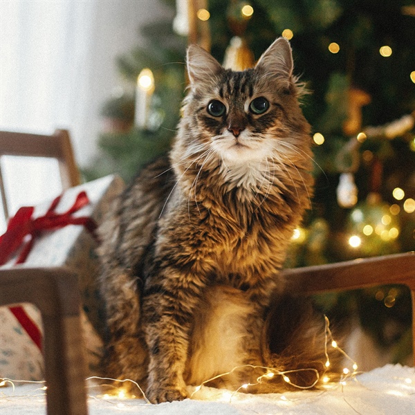 Cómo crear un ambiente navideño seguro para tu gato