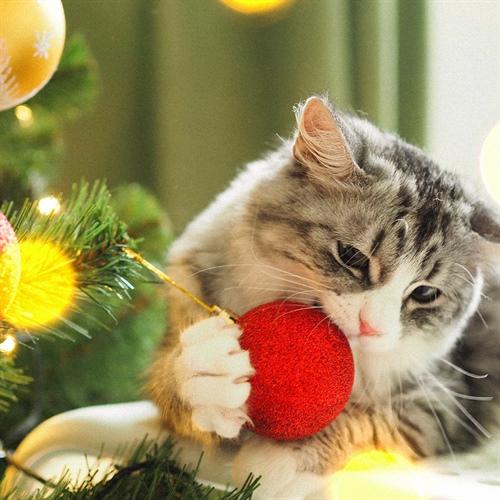 Navidad segura: evita pinturas y tóxicos para tu gato