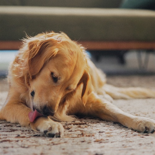 3 señales de estrés en tu perro durante diciembre