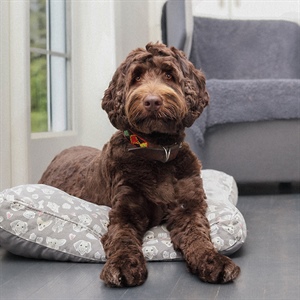 Cómo ayudar a tu perro cuando llegan visitas en Navidad