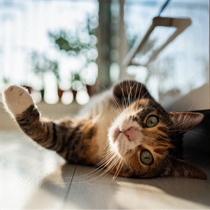 Cat Lover, ¿cada cuánto desparasitas a tu gato?